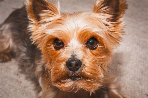 Pes Yorkshire teriér s viditeľnou ťažkosťou pri dýchaní