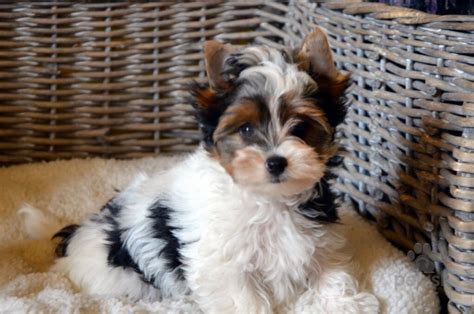 Šťastný a zdravý pes Yorkshire teriér