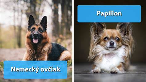 Infografika: Plemená psov a ich možné významy tetovania