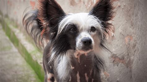 Ilustrácia dvoch variantov čínskeho chocholatého psa: naháč a labutienka