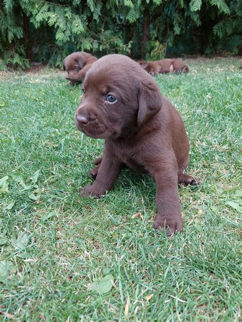 Čokoládový labrador