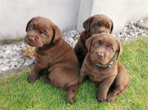 Šteniatko čokoládového labradora