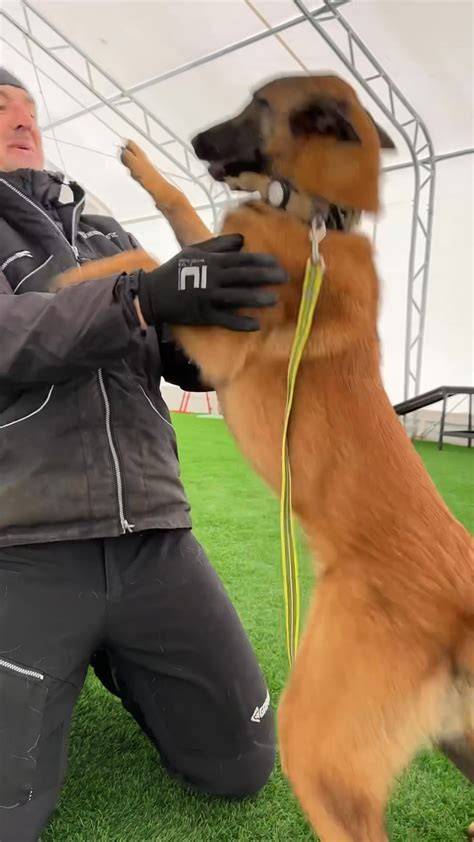 Malinois pri služobnom výcviku