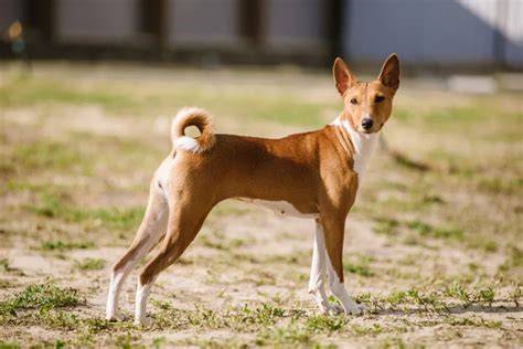 Infografika: Basenji - charakteristiky, povaha, starostlivosť