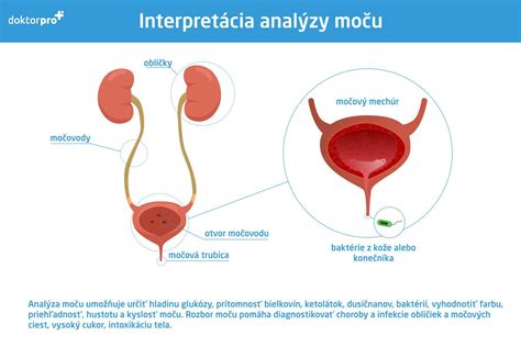Infografika: Cesta moču v močovej sústave psa