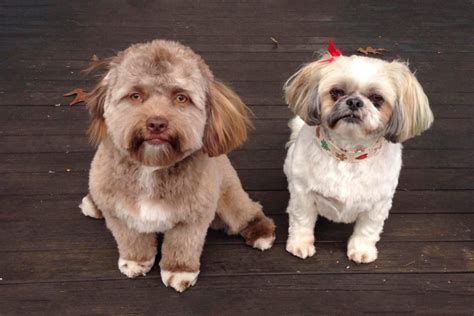 Pes s ľudskou tvárou