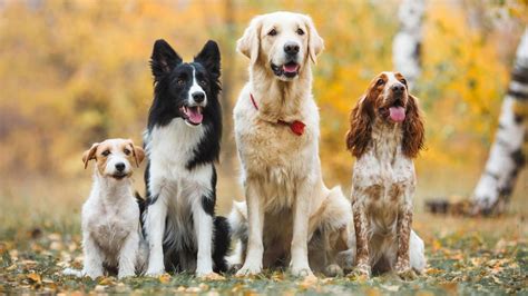 rozmanitosť spoločenských plemien psov