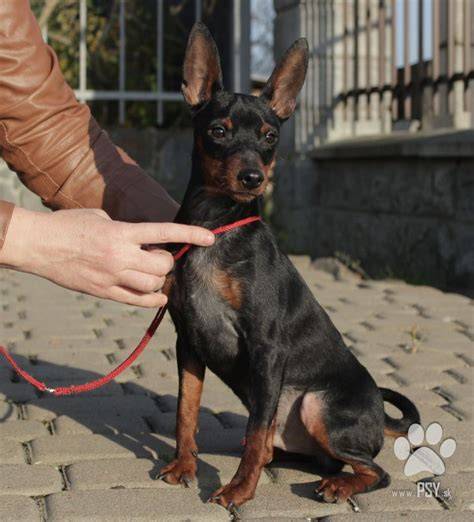 Porovnanie: hladkosrstý pinč, bradáč a miniatúrny pinč
