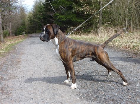 boxer-povaha-pomoc-samce-suky