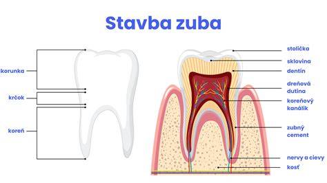 Infografika: Vnútorná stavba srsťi novofundlandského psa a plávacie blany