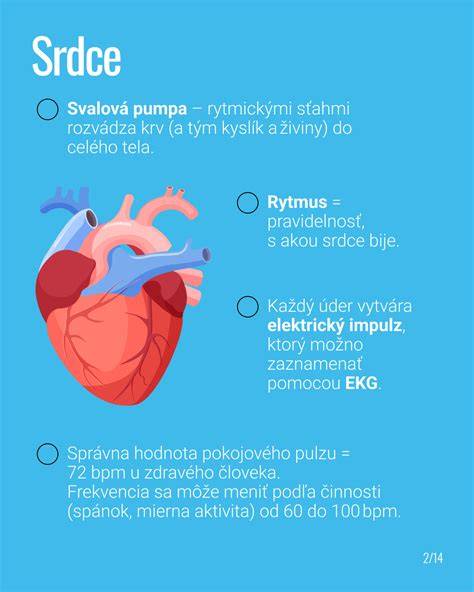 Infografika: anatomický prehľad srdca a miesta postihnutia u Cavalierov
