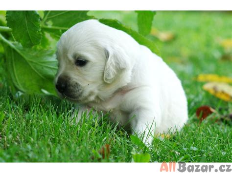 Široká ponuka šteniatok a psov na predaj