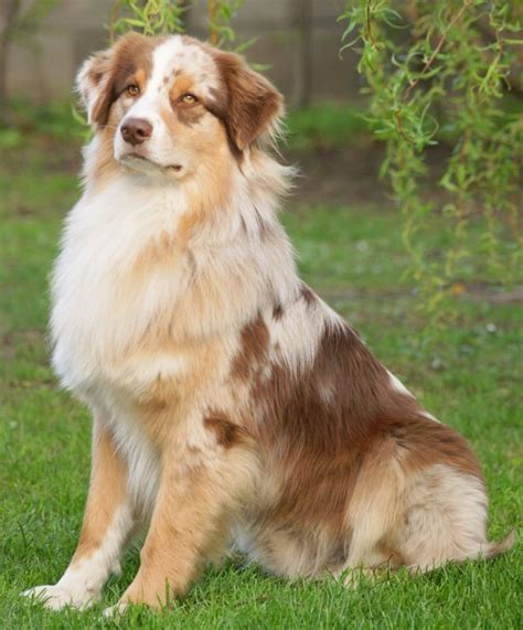 Austrálsky ovčiak red merle s bielymi znakmi