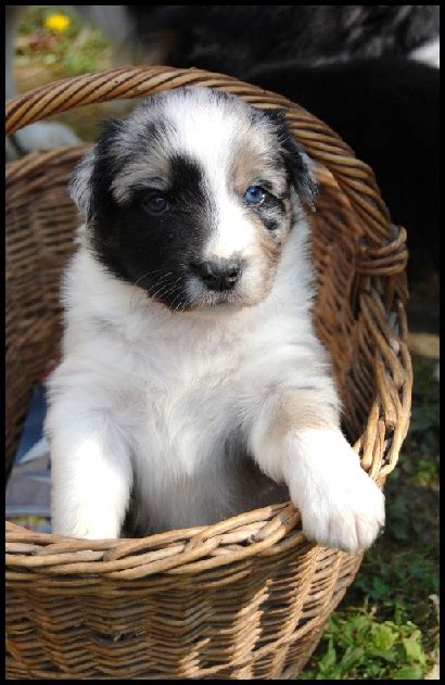 Šteňa blue merle s modrým okom