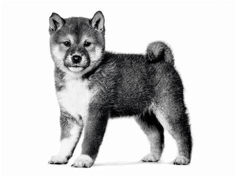 Infografika: Ako vybrať dôveryhodného chovateľa Shiba Inu