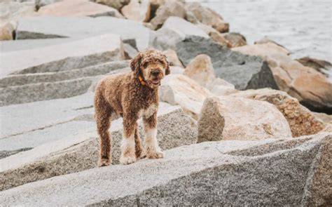 Lagotto Romagnolo a Portugalský vodný pes v akcii