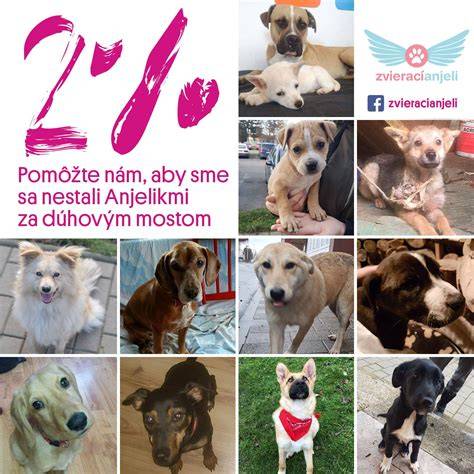 infografika-adopcia-zodpovednost
