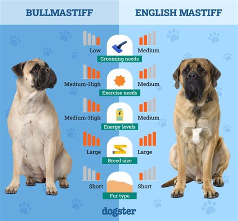 Infografika: Porovnanie boxer vs bullmastiff - veľkosť, váha, typ srsti, temperament