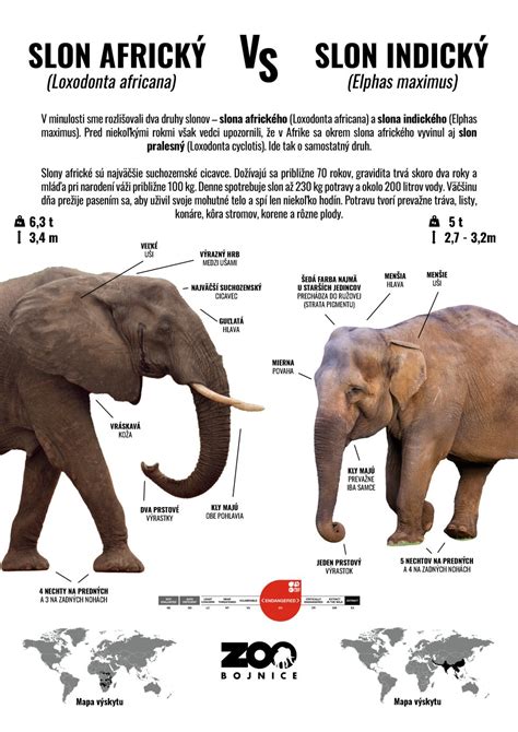 Infografika o konfliktoch a hierarchii medzi psami