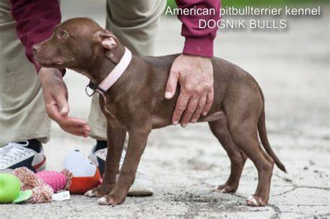 Infografika: Štruktúra tela amerického pitbulteriéra