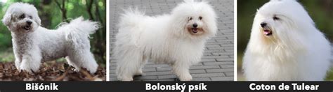 Infografika o starostlivosti o srsť maltézskeho psíka