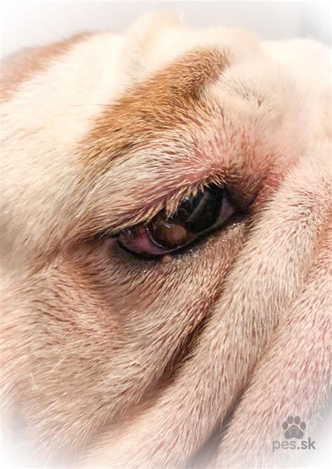 veterinár a pes pri vyšetrení kože
