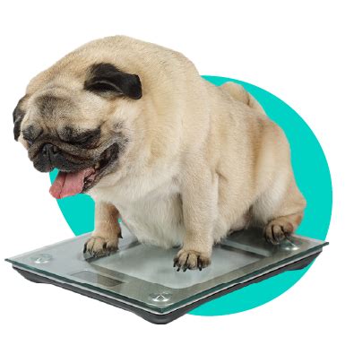 Ilustrácia psa s nadváhou a psa v optimálnej kondícii