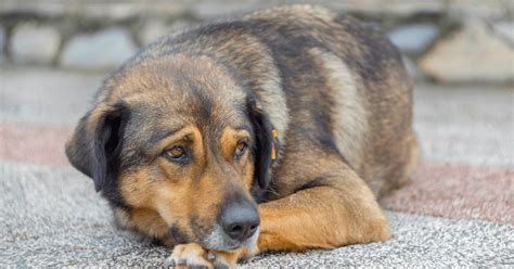 Infografika zobrazujúca bežné príznaky otravy u psov