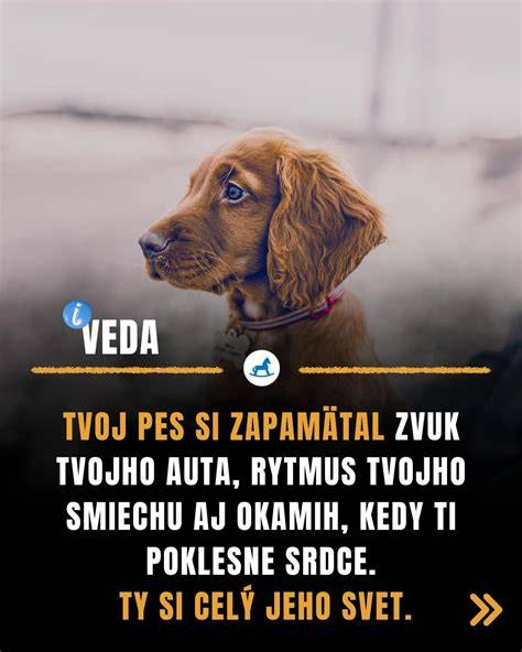 Infografika: Ako pes vycíti ľudské emócie a stres