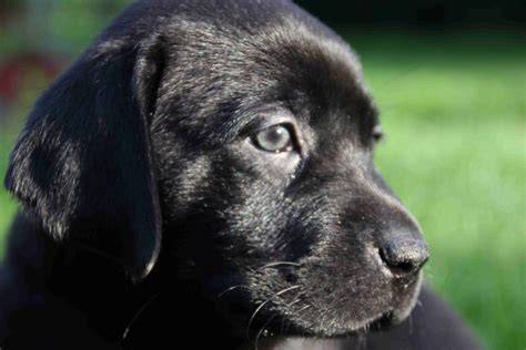 Infografika: Ako vybrať vhodné šteniatko labradora a čo skontrolovať u chovateľa