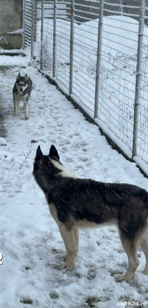 Rast Husky: graf priemerných hodnôt