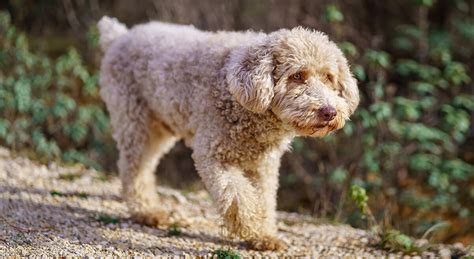 Infografika: Výživa a starostlivosť o Lagotto Romagnolo