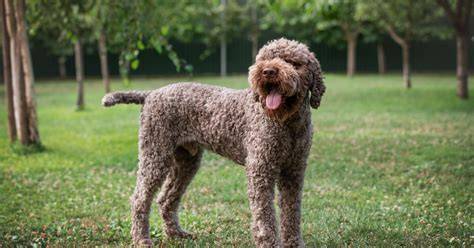 Infografika: Zhrnutie zdravia Lagotto Romagnolo