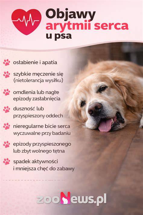 Infografika: Schematické znázornenie diagnostických krokov pri nádore mliečnej žľazy u psa