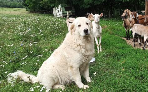 Maremánsko-abruzský ovčiak v úlohe strážcu