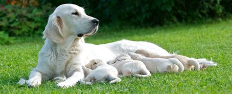 Výživa gravidnej sučky