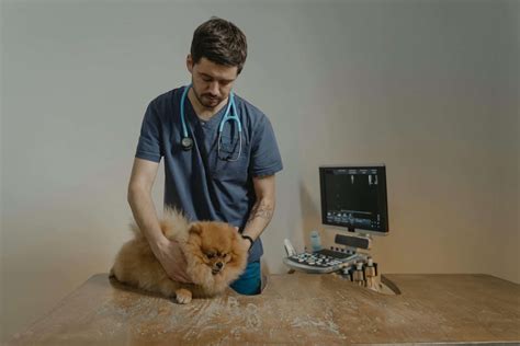 Veterinár kontroluje gravidnú sučku