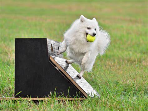 Infografika: Schéma súčasti agility dráhy a hlavné odnože (degility, flyball, canicross).