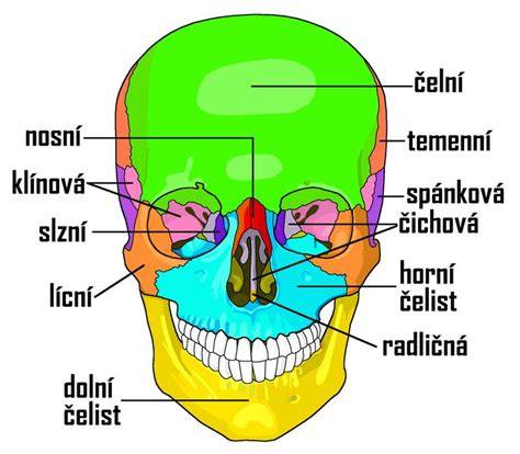 Detail lebky, očí a uší bavorského farbiara