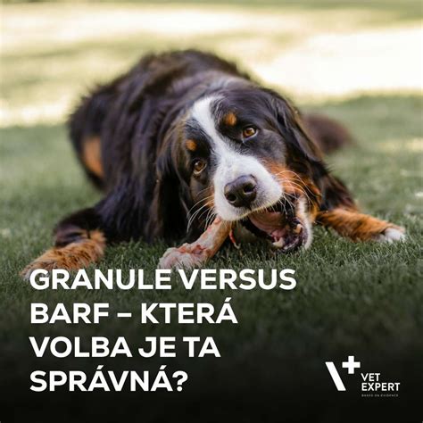 Infografika: Porovnanie kŕmnych možností - granule vs. BARF