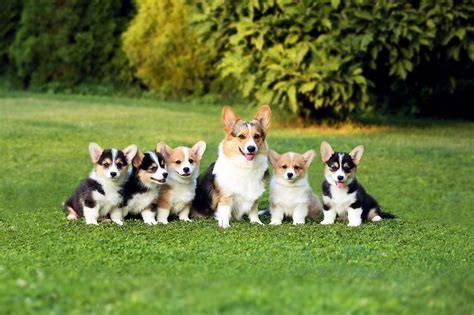 Infografika: Typy a fyzické vlastnosti corgi