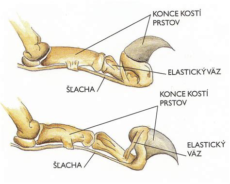 Infografika: Pravidelná starostlivosť o srsť, uši, zuby a pazúry