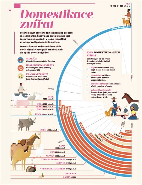 Infografika: Časová os gravidity psa a typické diagnostické metódy
