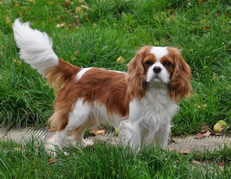 Schéma: Vek a veľkosť Cavalier King Charles Španiela