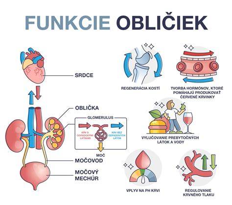 diagram funkcie obličiek a nefrónov