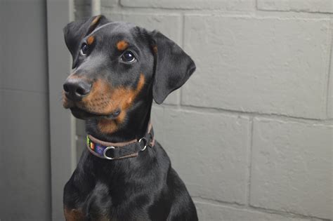 Infografika o plemeni doberman: povaha, starostlivosť a výcvik