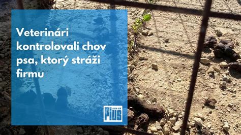 Ilustračná fotografia psa vo voliere