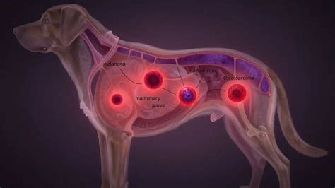 Štruktúra srsti psa s podsada a bez podsady