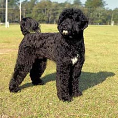 Portugalský vodný pes v akcii