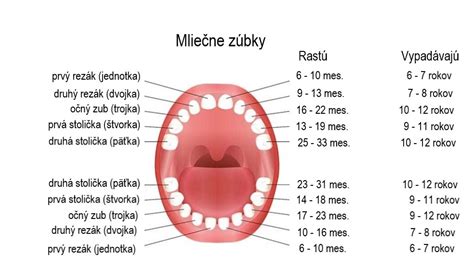 Infografika: Výmena psieho chrupu - mliečne a trvalé zuby, časový rámec